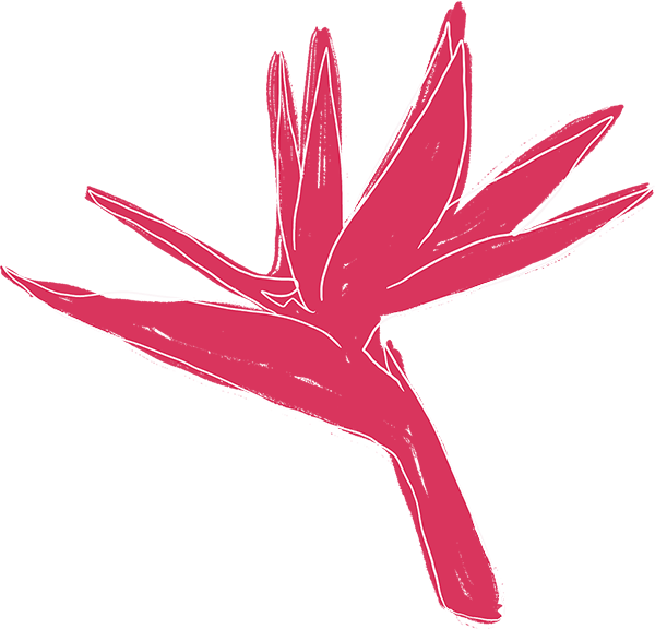 A bird of paradise flower vector illustration on white background.